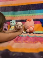 AKC- Fiona , a female Boston Terrier for sale in The Woodlands, TX – Photo 4 of 9