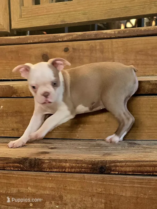 AKC- Fiona  – Boston Terrier puppy for sale in The Woodlands, TX