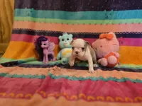 AKC- Fiona , a female Boston Terrier for sale in The Woodlands, TX – Photo 5 of 9