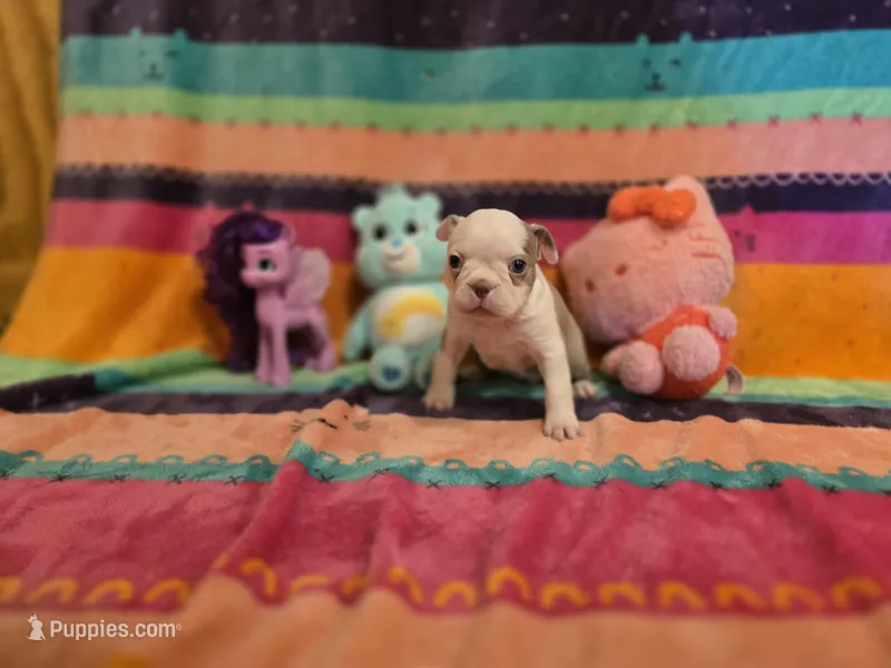 AKC- Fiona , a female Boston Terrier for sale in The Woodlands, TX – Photo 1 of 9