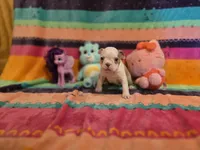 AKC- Fiona , a female Boston Terrier for sale in The Woodlands, TX – Photo 1 of 9