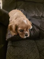 Nick, a male Cavalier King Charles Spaniel for sale in Roan Mountain, TN – 8 of 9