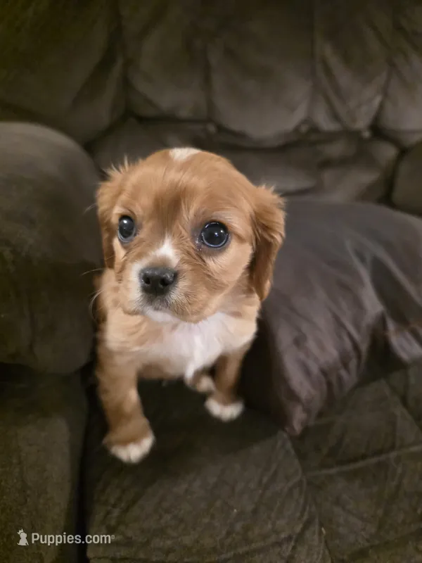 Nick – Cavalier King Charles Spaniel puppy for sale in Roan Mountain, TN