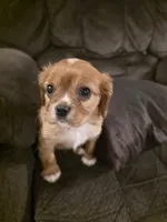 Nick, a male Cavalier King Charles Spaniel for sale in Roan Mountain, TN – 1 of 9