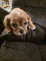 Nick, a male Cavalier King Charles Spaniel for sale in Roan Mountain, TN – 4 of 9