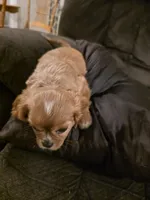 Nick, a male Cavalier King Charles Spaniel for sale in Roan Mountain, TN – 9 of 9