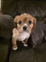 Nick, a male Cavalier King Charles Spaniel for sale in Roan Mountain, TN – 6 of 9