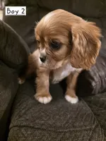Nick, a male Cavalier King Charles Spaniel for sale in Roan Mountain, TN – 5 of 9