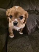 Nick, a male Cavalier King Charles Spaniel for sale in Roan Mountain, TN – 2 of 9