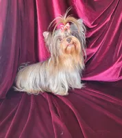 Gidget, a female Yorkshire Terrier for sale in Buda, TX – 3 of 4
