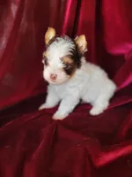Skipper, a male Yorkshire Terrier for sale in Buda, TX – 4 of 4