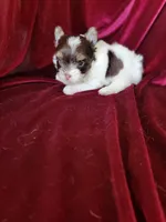 Lance., a male Yorkshire Terrier for sale in Buda, TX – 2 of 7