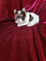 Lance., a male Yorkshire Terrier for sale in Buda, TX – 3 of 7