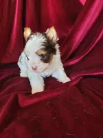 Skipper, a male Yorkshire Terrier for sale in Buda, TX – 2 of 4
