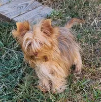 Peanut, a male Yorkshire Terrier for sale in Buda, TX – 2 of 7