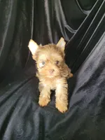 Charly, a male Yorkshire Terrier for sale in Buda, TX – 2 of 4