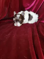 Lance., a male Yorkshire Terrier for sale in Buda, TX – 4 of 7