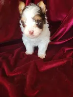 Skipper, a male Yorkshire Terrier for sale in Buda, TX – 3 of 4