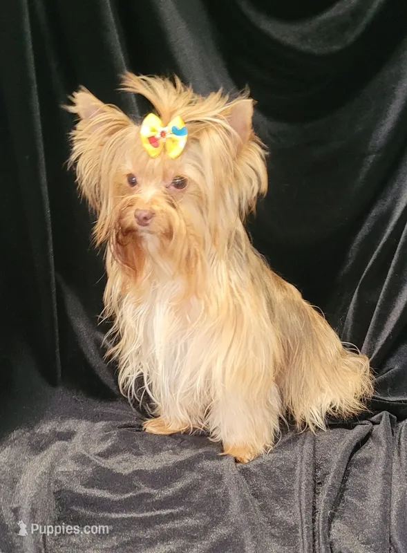 Peanut – Yorkshire Terrier puppy for sale in Buda, TX