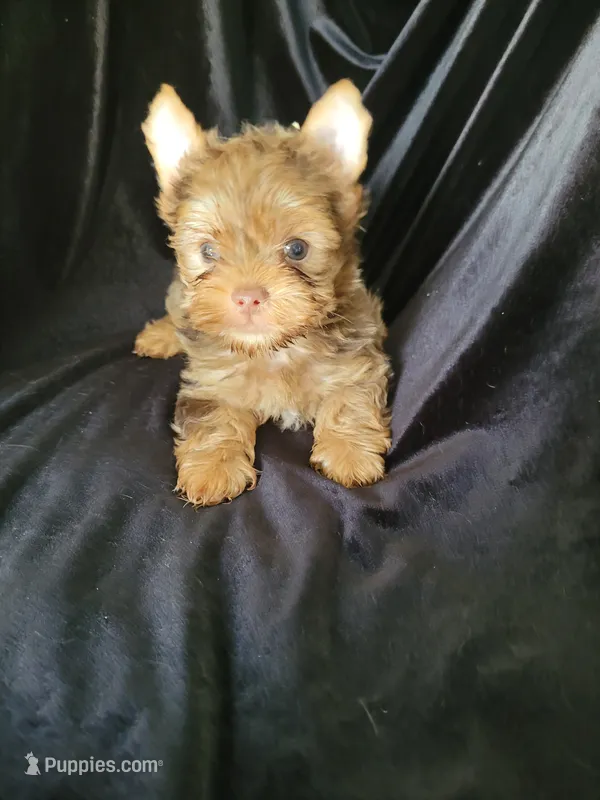 Charly – Yorkshire Terrier puppy for sale in Buda, TX