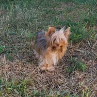 Peanut, a male Yorkshire Terrier for sale in Buda, TX – 4 of 7