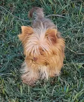 Peanut, a male Yorkshire Terrier for sale in Buda, TX – 3 of 7