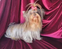 Gidget, a female Yorkshire Terrier for sale in Buda, TX – 4 of 4