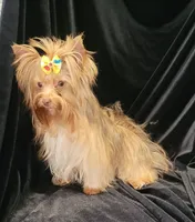 Peanut, a male Yorkshire Terrier for sale in Buda, TX – 6 of 7