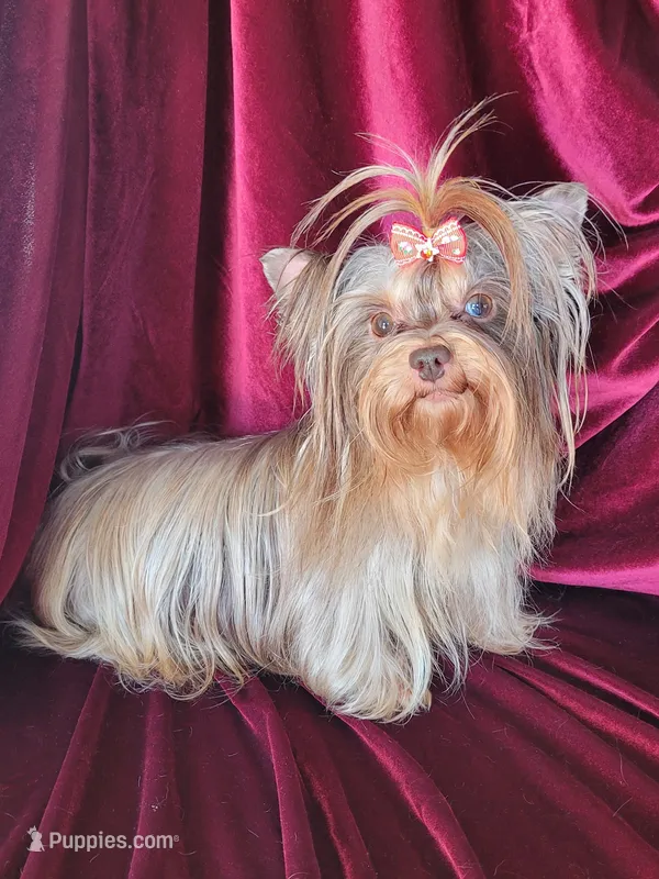 Gidget – Yorkshire Terrier puppy for sale in Buda, TX