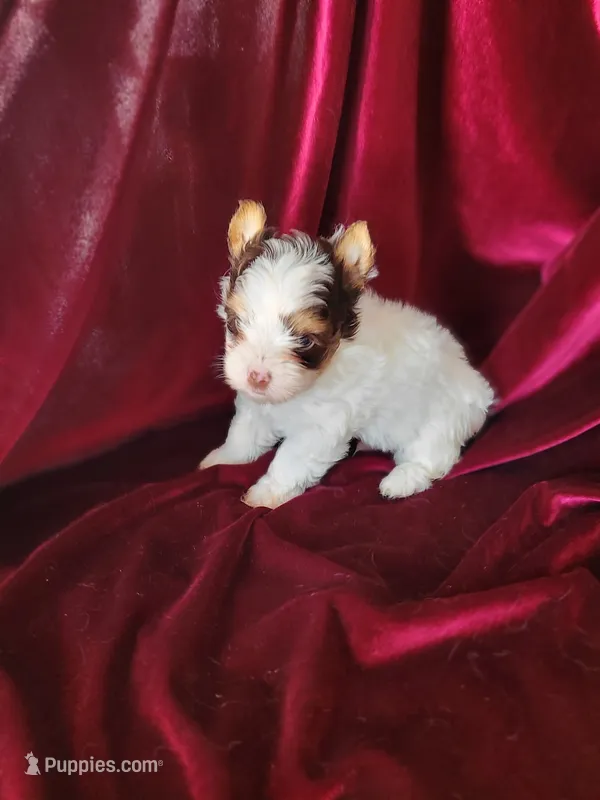 Skipper – Yorkshire Terrier puppy for sale in Buda, TX