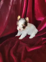 Skipper, a male Yorkshire Terrier for sale in Buda, TX – 1 of 4