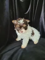 Lance., a male Yorkshire Terrier for sale in Buda, TX – 7 of 7