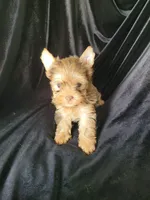 Charly, a male Yorkshire Terrier for sale in Buda, TX – 4 of 4