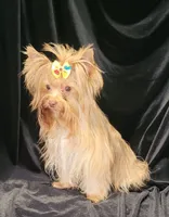 Peanut, a male Yorkshire Terrier for sale in Buda, TX – 5 of 7