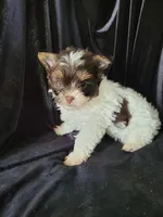 Lance., a male Yorkshire Terrier for sale in Buda, TX – 5 of 7