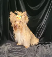 Peanut, a male Yorkshire Terrier for sale in Buda, TX – 7 of 7