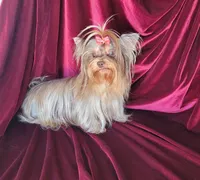 Gidget, a female Yorkshire Terrier for sale in Buda, TX – 2 of 4