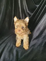 Charly, a male Yorkshire Terrier for sale in Buda, TX – 3 of 4