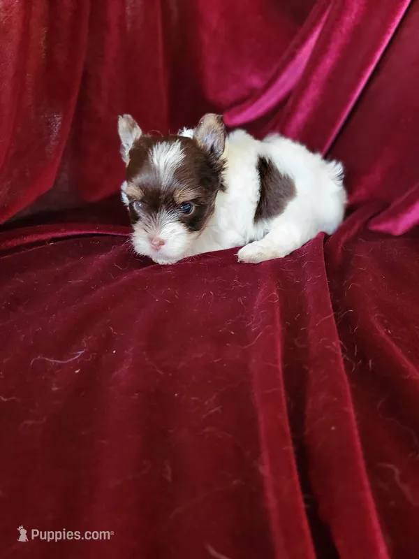 Lance. – Yorkshire Terrier puppy for sale in Buda, TX