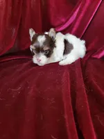 Lance., a male Yorkshire Terrier for sale in Buda, TX – 1 of 7