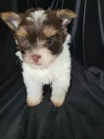 Lance., a male Yorkshire Terrier for sale in Buda, TX – 6 of 7