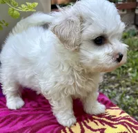 Sandi, a female Maltipoo for sale in Nashville, TN – 2 of 9