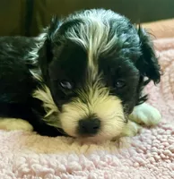 Darla, a female Maltipoo for sale in Nashville, TN – 2 of 6