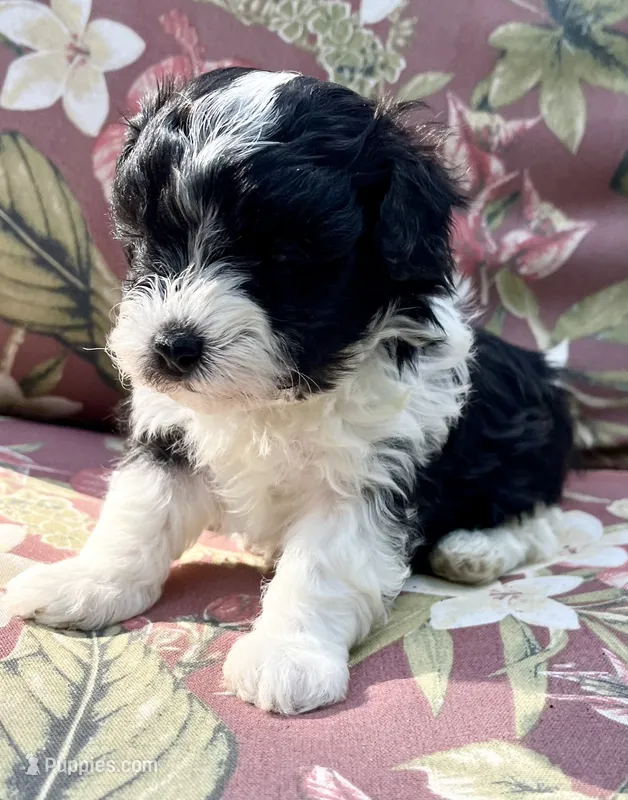 Darla – Maltipoo puppy for sale in Nashville, TN