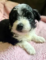 Darla, a female Maltipoo for sale in Nashville, TN – 6 of 6