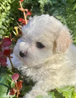 Sandi, a female Maltipoo for sale in Nashville, TN – 4 of 9