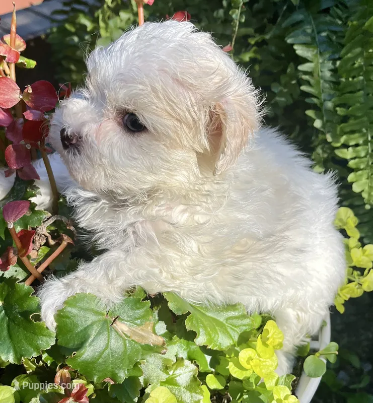 Sandi – Maltipoo puppy for sale in Nashville, TN
