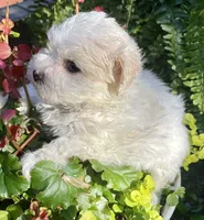 Sandi, a female Maltipoo for sale in Nashville, TN – 1 of 9