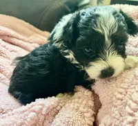 Darla, a female Maltipoo for sale in Nashville, TN – 5 of 6