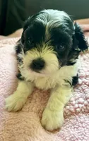 Darla, a female Maltipoo for sale in Nashville, TN – 1 of 6